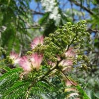 ネムの花（はてなブログ）