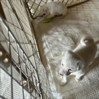 どっち？