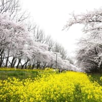 大潟村・桜並木１１キロ