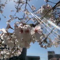 🌸 桜の蕾の膨らみ具合を楽しみにお散歩しています🚶‍♀️