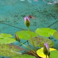 water lily flower