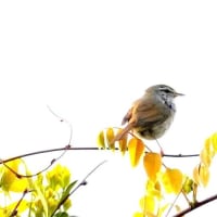 04/30探鳥記録写真-3：はまゆう公園の鳥たち（ウグイス、ホオジロ、キジバト、カワラヒワ、）