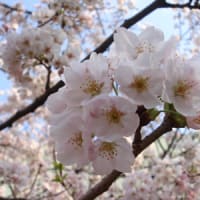 一瞬の春〈2010年 今年の桜 ～実家近辺にて～〉