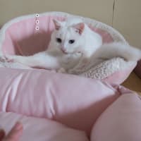 ピンクエリア