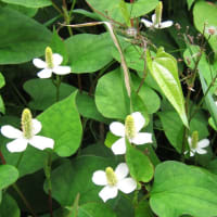今どきの花など…空梅雨が心配です