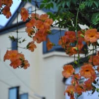 朝の散歩　キキョウの花　　　26