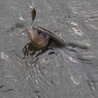 黒ずむケタバス