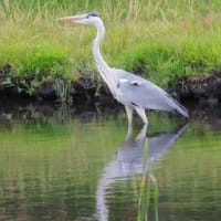 鳥は恐竜の末裔・・・