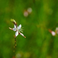 2024年7月:佐野市「三毳山ハーブ園」で花々を記録してきた。