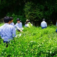 近江の銘茶「政所茶」の新茶を手摘みで収穫 八日市南高校食品科の2年生