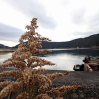 悩みの種
