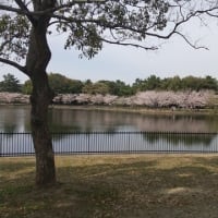お花見日和