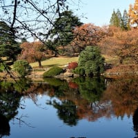 素晴らしい新宿御苑の紅葉