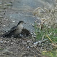 ハイタカ、他、