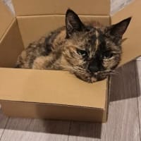一応の予定