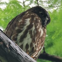 いつもの公園