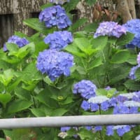 紫陽花