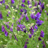 5月の野、紫色の花もよう。