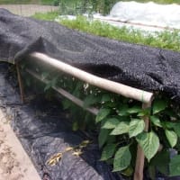 雨が降るかどうか