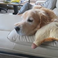 ヴィキの後ろ足がぷるぷるしてる