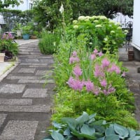 梅雨真っ最中の庭の花