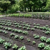 蒸し暑い　イジュの花咲く吉野公園　2025/06/13（鹿児島）