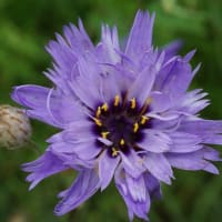夏の花：カタナンケ’アモーレ・ブルー’