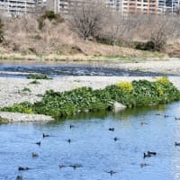 春晴れの多摩川