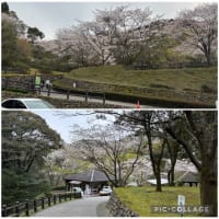 満開の桜　桜
