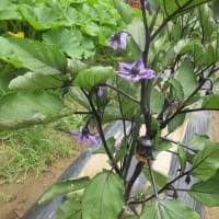 夏野菜出発