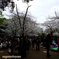 今年の「桜追撮」の旅が終わりを迎えた！！