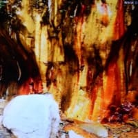 グレートネイチャー「彩りの島　台湾」より