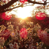 梅小路公園の梅と朝陽