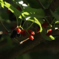 森の宝石と白いリング