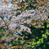 屏風岩公苑の山桜　２　（Nikon D4S）