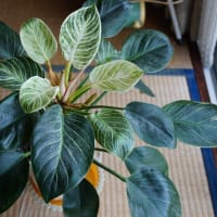 バーキン（観葉植物）その後