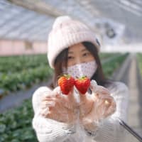 【体験】雪国湯沢で苺狩り。甘くて大きな越後姫🍓