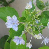 暑い、６月もおわりかあ～