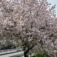 桜🌸、まだ咲いている🌸