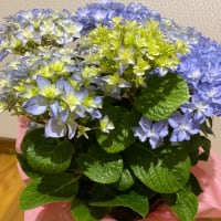 楽しみです😊✌️