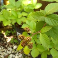 野生のブラックベリー　その後！