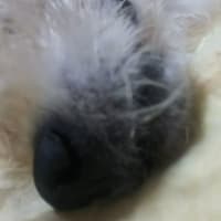 お鼻クローズアップ