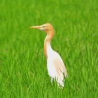 アマサギ　一羽だけでしたが