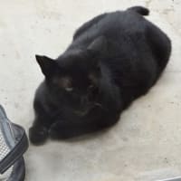 えっ　猫だ