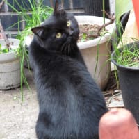 Bye Bye Blackcat