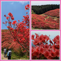 葛城山のつつじ