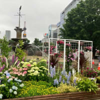 札幌大通り公園　花フェスタ2025