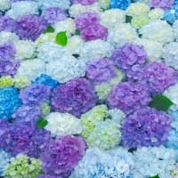 「あじさい花手水」の諫早・山茶花高原　2025/6/15