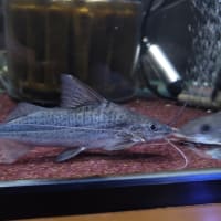 ピメロディア 20cm前後