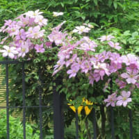 紫陽花